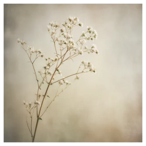 Quiet Flowers No.15 - Susurrus Aurae