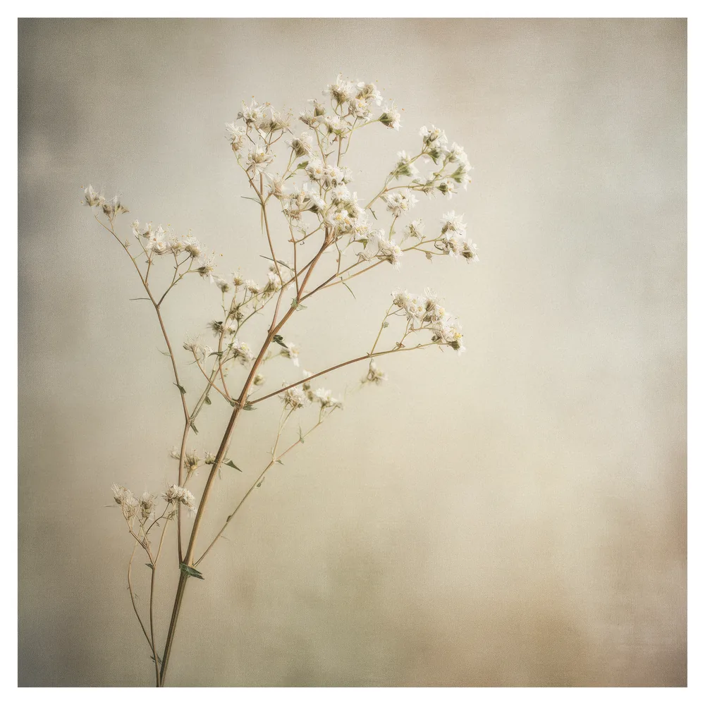 Quiet Flowers No.15 - Susurrus Aurae