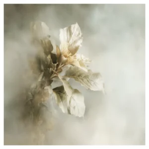 Quiet Flowers No.16 - Nebula Foliorum
