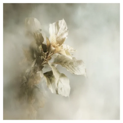Quiet Flowers No.16 - Nebula Foliorum