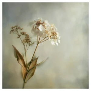 Quiet Flowers No.17 - Pax Floris