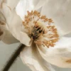 Quiet Flowers No.18 - Materia Fragilis