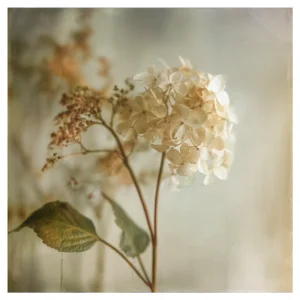 Quiet Flowers No.19 - Imago Aeterna