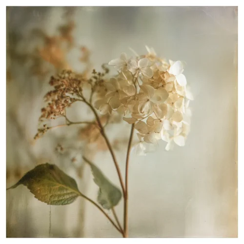 Quiet Flowers No.19 - Imago Aeterna
