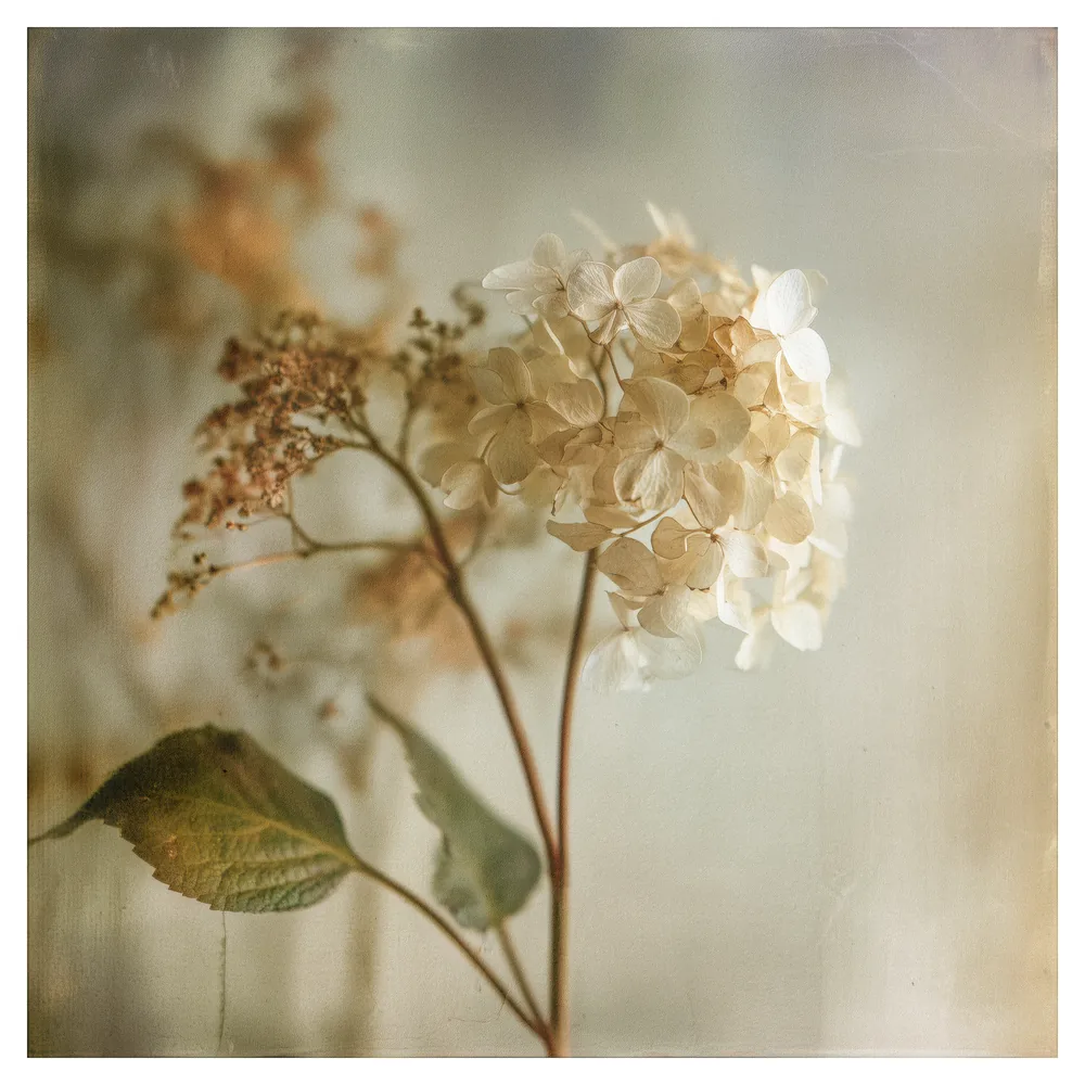 Quiet Flowers No.19 - Imago Aeterna