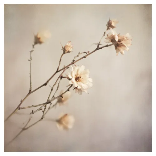 Quiet Flowers No.22 - Somnium Floris