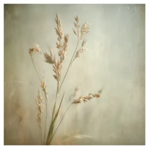 Quiet Flowers No.24 - Gramen Aeternum