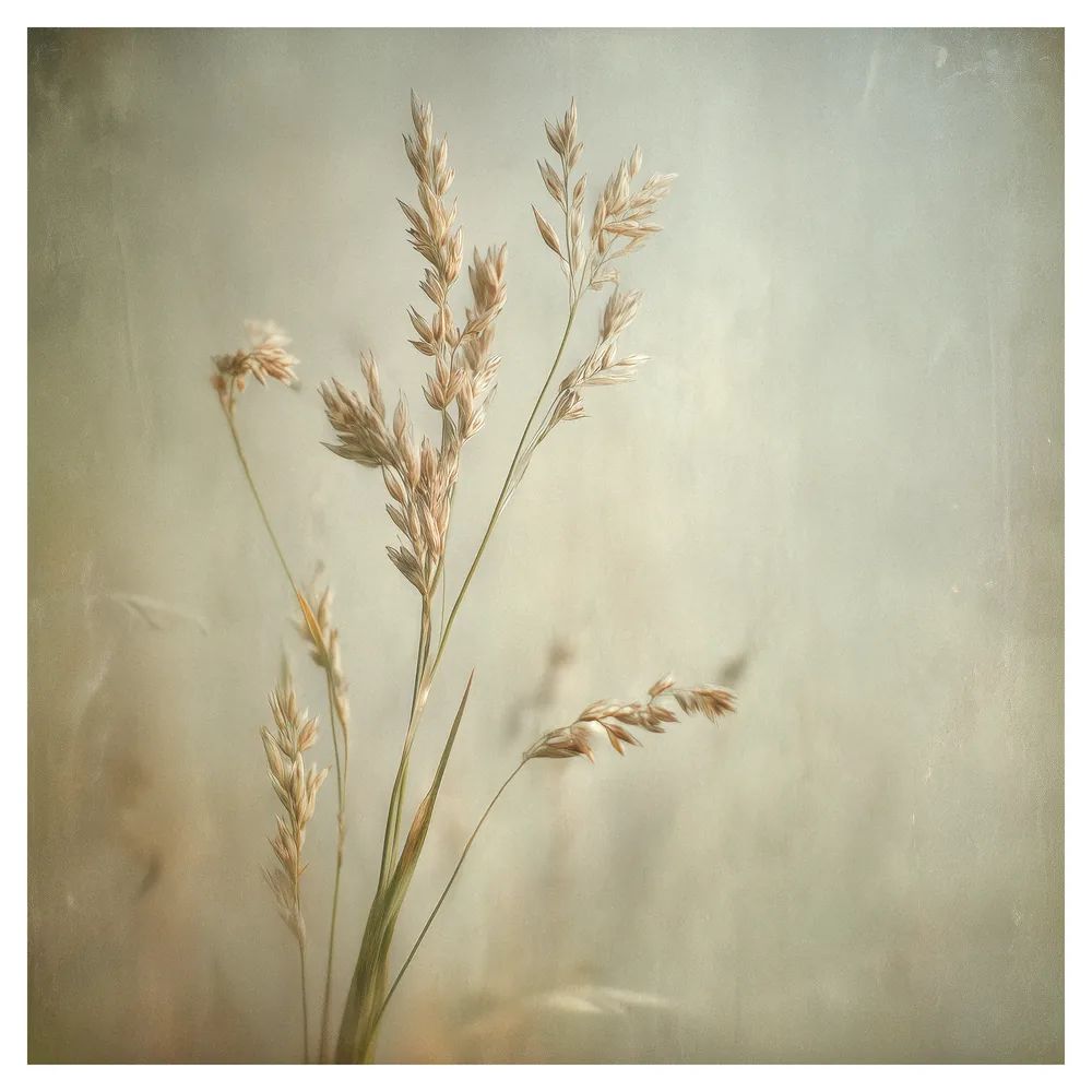 Quiet Flowers No.24 - Gramen Aeternum Quiet Flowers No.24 - Gramen Aeternum