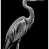 Vita Ferina No.29 - Ardea Silens Vita Ferina No.29 - Ardea Silens