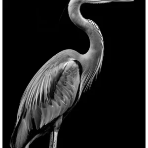 Vita Ferina No.29 - Ardea Silens
