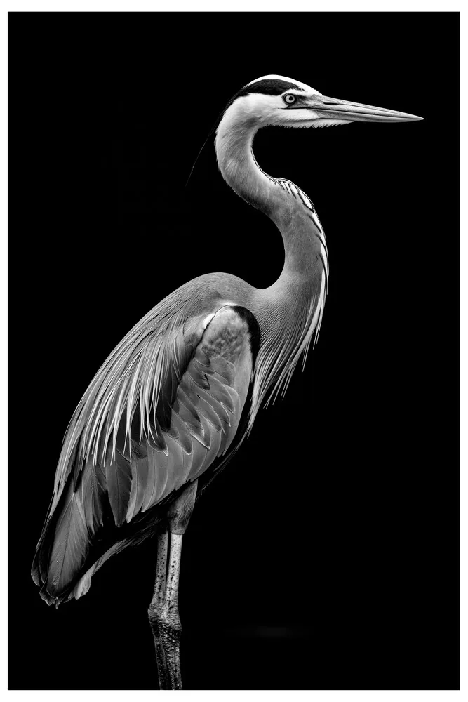 Vita Ferina No.29 - Ardea Silens Vita Ferina No.29 - Ardea Silens