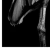 Vita Ferina No.29 - Ardea Silens_crop2 Vita Ferina No.29 - Ardea Silens