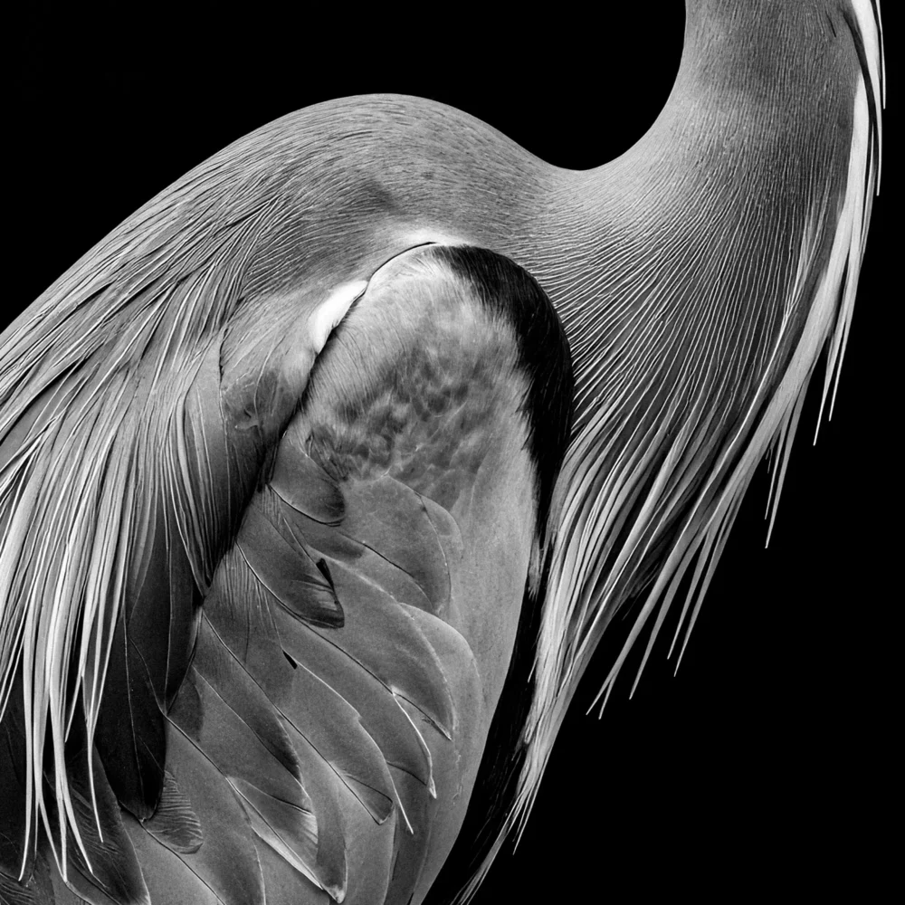 Vita Ferina No.29 - Ardea Silens_crop3 Vita Ferina No.29 - Ardea Silens