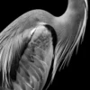 Vita Ferina No.29 - Ardea Silens_crop3 Vita Ferina No.29 - Ardea Silens