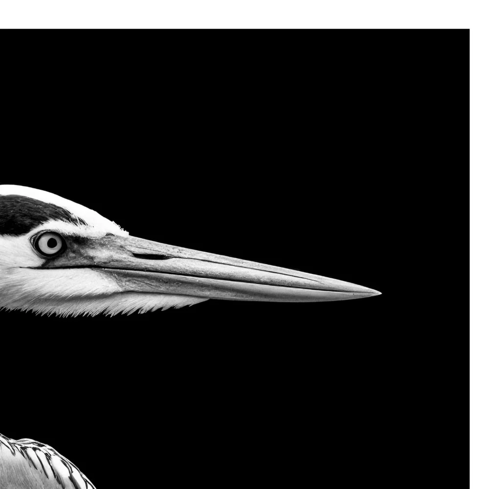 Vita Ferina No.29 - Ardea Silens_crop4 Vita Ferina No.29 - Ardea Silens