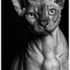 Vita Ferina No.31 - Sphynx Mysterium Vita Ferina No.31 - Sphynx Mysterium
