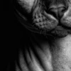 Vita Ferina No.31 - Sphynx Mysterium_crop3 Vita Ferina No.31 - Sphynx Mysterium