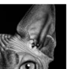 Vita Ferina No.31 - Sphynx Mysterium_crop4 Vita Ferina No.31 - Sphynx Mysterium