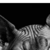Vita Ferina No.31 - Sphynx Mysterium_crop8 Vita Ferina No.31 - Sphynx Mysterium