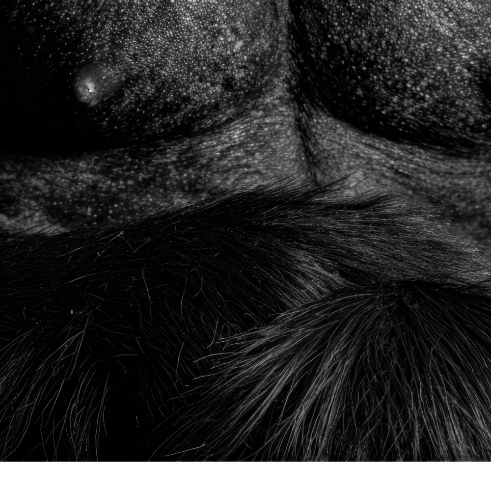 Vita Ferina No.32 - Titan Silens_crop10 Vita Ferina No.32 - Titan Silens