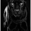 Vita Ferina No.33 - Umbra Venatrix Vita Ferina No.33 - Umbra Venatrix