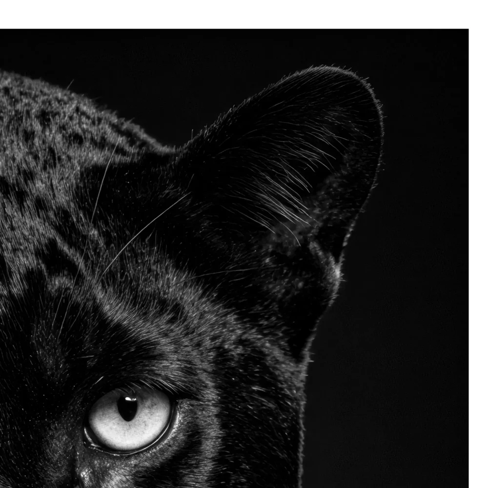 Vita Ferina No.33 - Umbra Venatrix_crop4 Vita Ferina No.33 - Umbra Venatrix