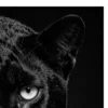 Vita Ferina No.33 - Umbra Venatrix_crop4 Vita Ferina No.33 - Umbra Venatrix