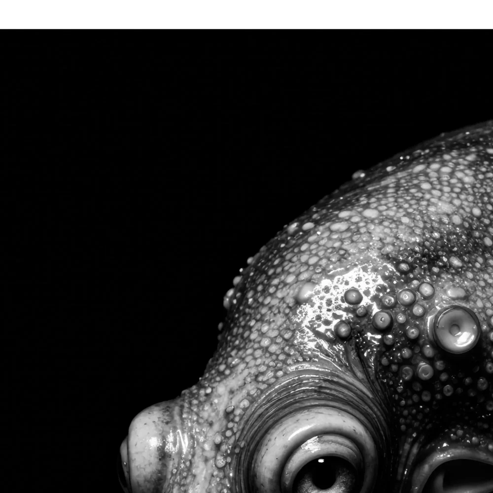 Vita Ferina No.37 - Abyssus Profundus_crop8 Vita Ferina No.37 – Abyssus Profundus