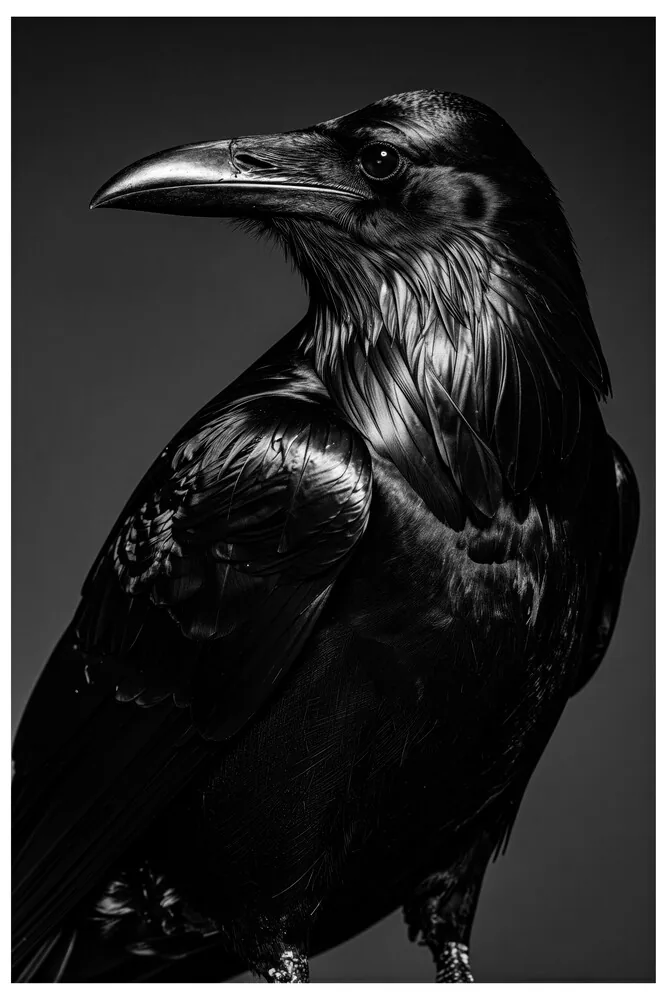 Vita Ferina No.38 – Corvus Noctis