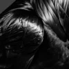Vita Ferina No.38 – Corvus Noctis
