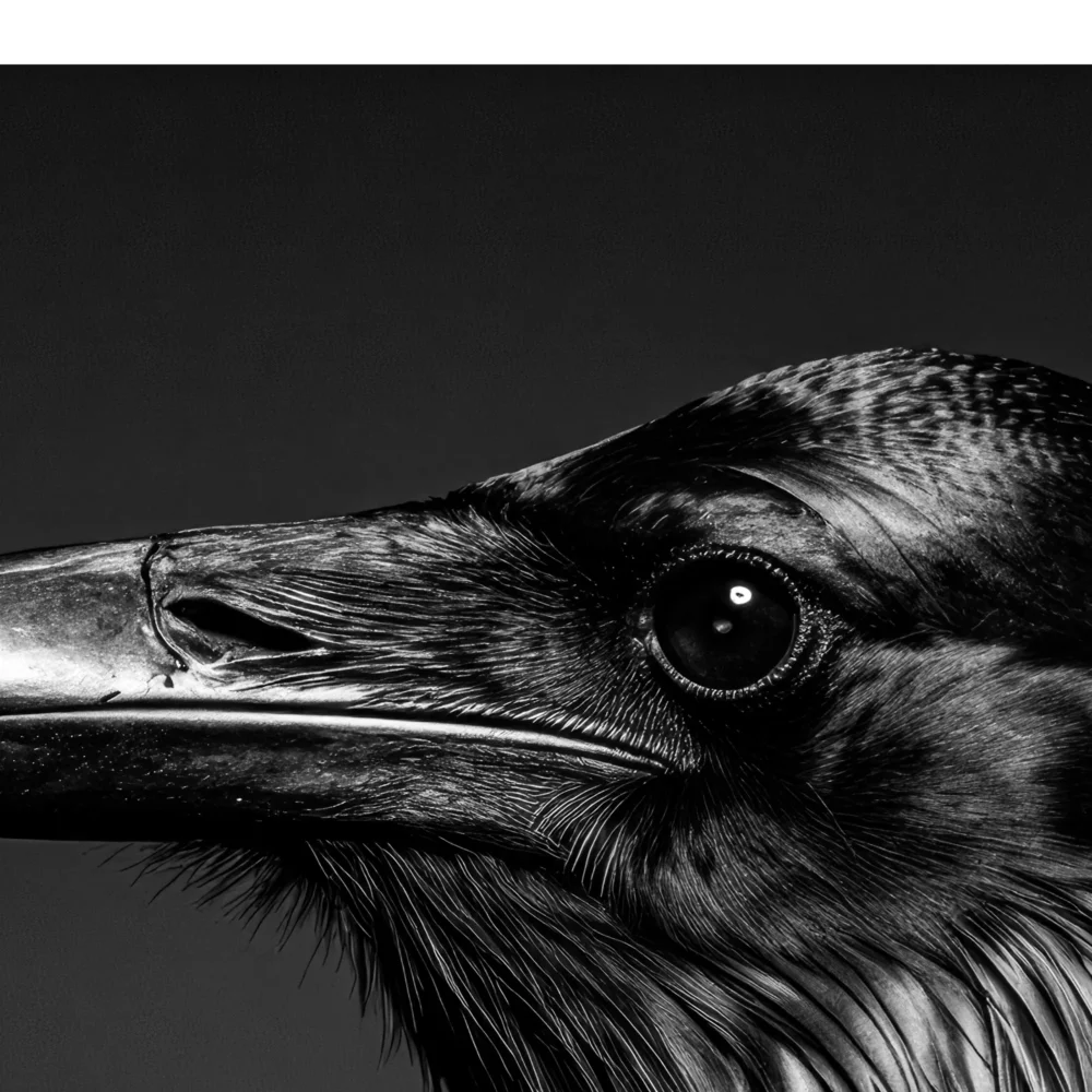 Vita Ferina No.38 – Corvus Noctis