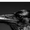 Vita Ferina No.38 – Corvus Noctis