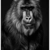 Vita Ferina No.40 - Mandrillus Sapiens Vita Ferina No.40 – Mandrillus Sapiens