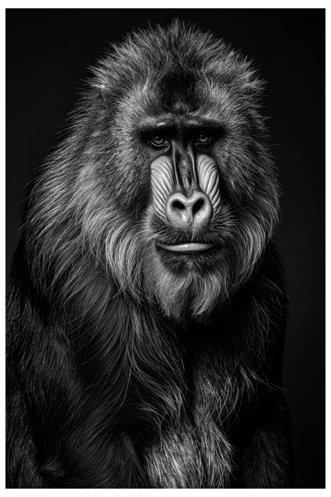 Vita Ferina No.40 - Mandrillus Sapiens Vita Ferina No.40 – Mandrillus Sapiens