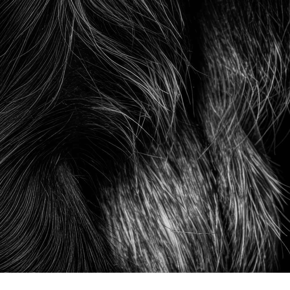 Vita Ferina No.40 - Mandrillus Sapiens_crop10 Vita Ferina No.40 – Mandrillus Sapiens