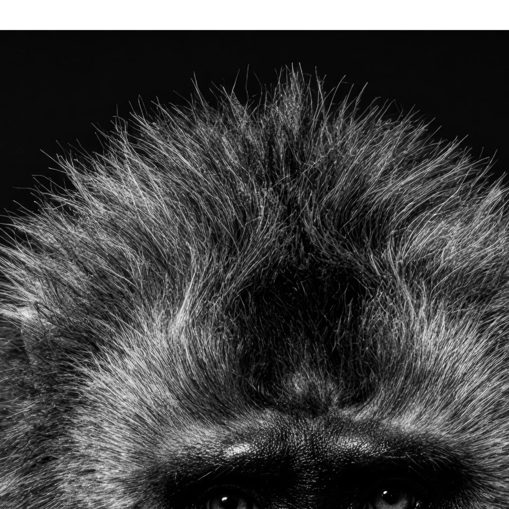 Vita Ferina No.40 - Mandrillus Sapiens_crop8 Vita Ferina No.40 – Mandrillus Sapiens