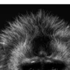 Vita Ferina No.40 - Mandrillus Sapiens_crop8 Vita Ferina No.40 – Mandrillus Sapiens