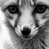 Vita Ferina No.41 - Vulpes Inquisitiva_crop3 Vita Ferina No.41 – Vulpes Inquisitiva