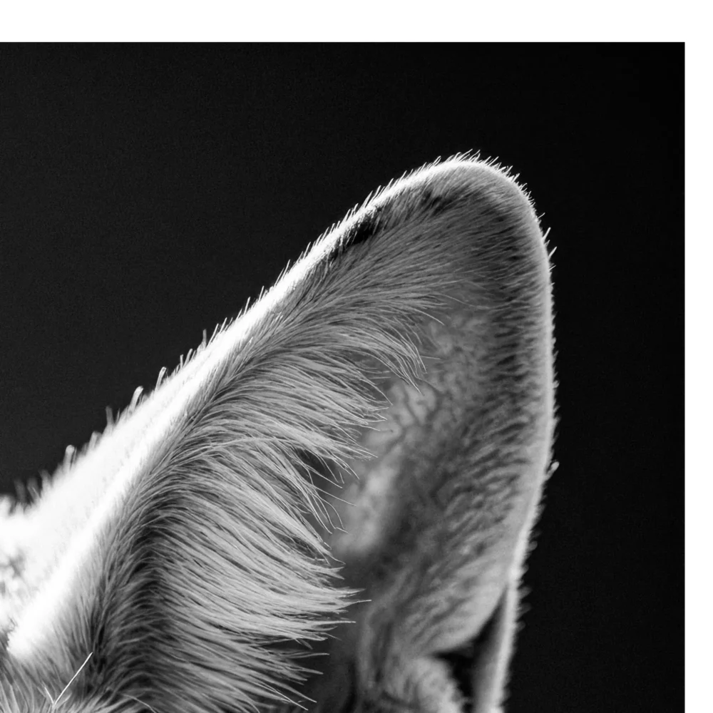 Vita Ferina No.41 - Vulpes Inquisitiva_crop4 Vita Ferina No.41 – Vulpes Inquisitiva