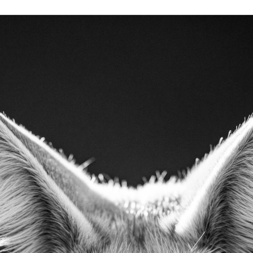 Vita Ferina No.41 - Vulpes Inquisitiva_crop8 Vita Ferina No.41 – Vulpes Inquisitiva