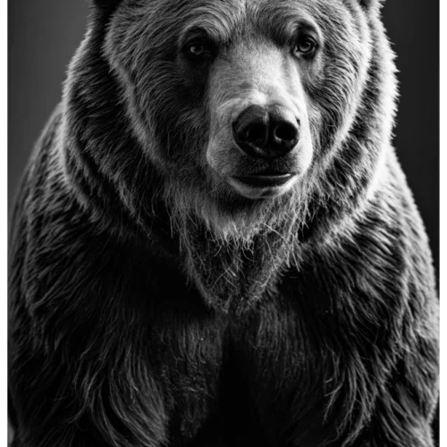 Vita Ferina No.45 - Ursus Silvarum