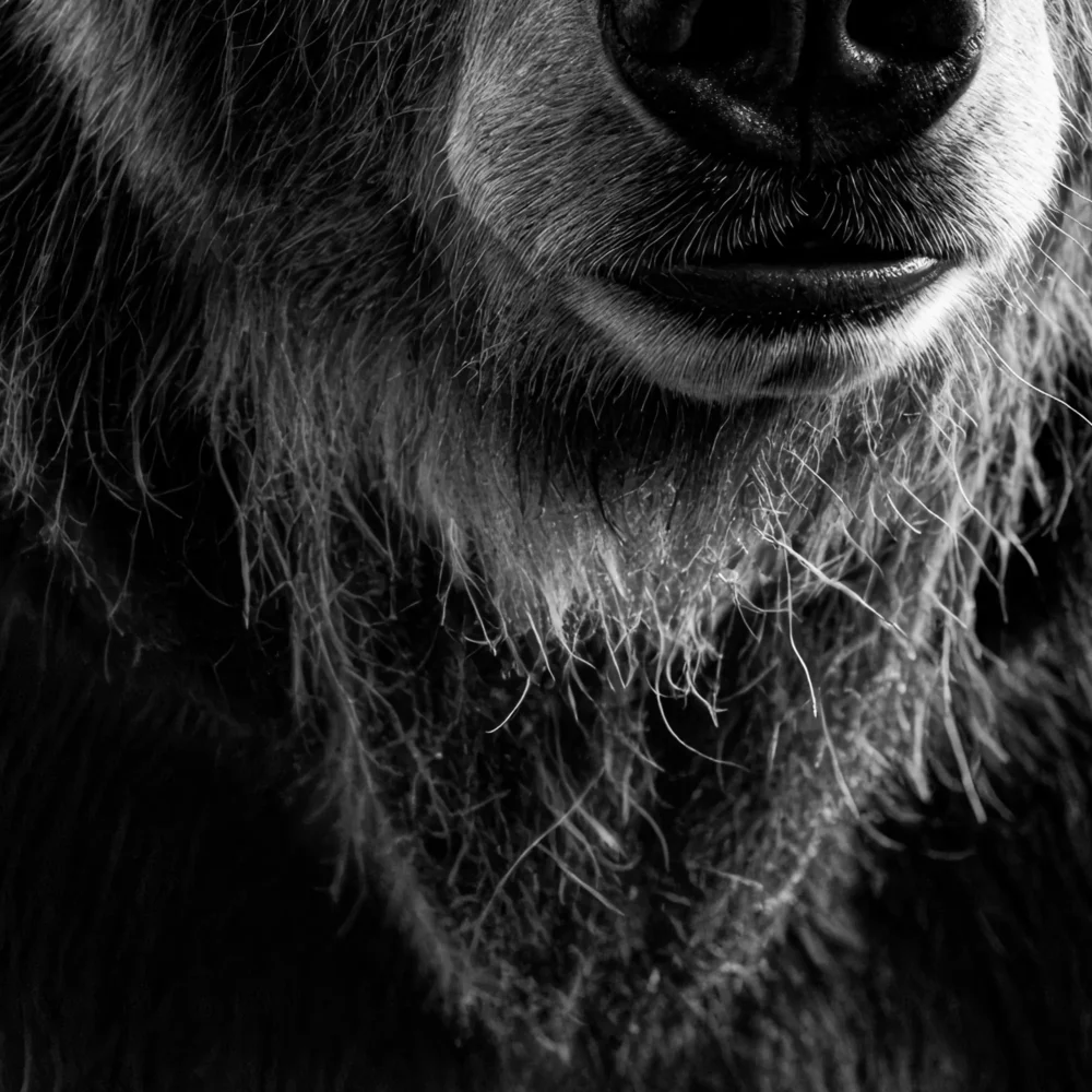 Vita Ferina No.45 - Ursus Silvarum_crop3 Vita Ferina No.45 - Ursus Silvarum