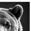 Vita Ferina No.45 - Ursus Silvarum_crop4 Vita Ferina No.45 - Ursus Silvarum
