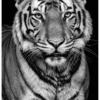 Vita Ferina No.48 - Tigris Noctis Vita Ferina No.48 - Tigris Noctis
