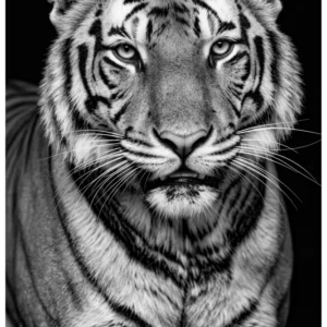 Vita Ferina No.48 - Tigris Noctis
