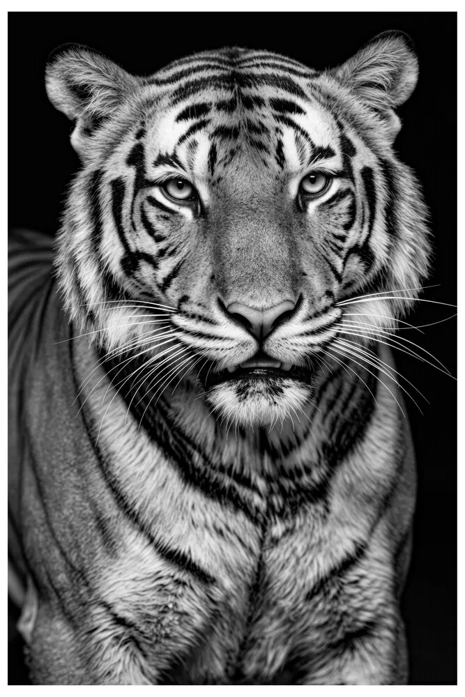 Vita Ferina No.48 - Tigris Noctis Vita Ferina No.48 - Tigris Noctis