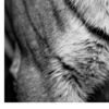 Vita Ferina No.48 - Tigris Noctis_crop2 Vita Ferina No.48 - Tigris Noctis