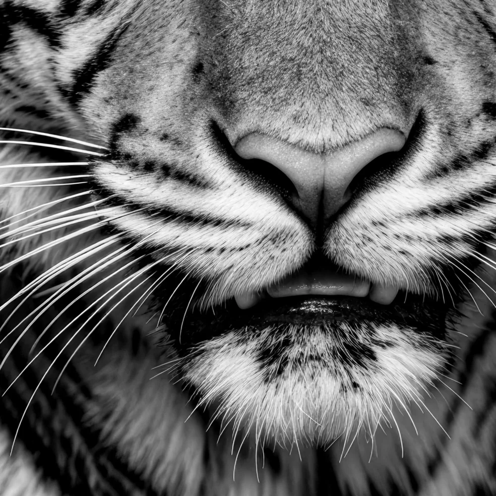 Vita Ferina No.48 - Tigris Noctis_crop3 Vita Ferina No.48 - Tigris Noctis