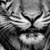 Vita Ferina No.48 - Tigris Noctis_crop3 Vita Ferina No.48 - Tigris Noctis