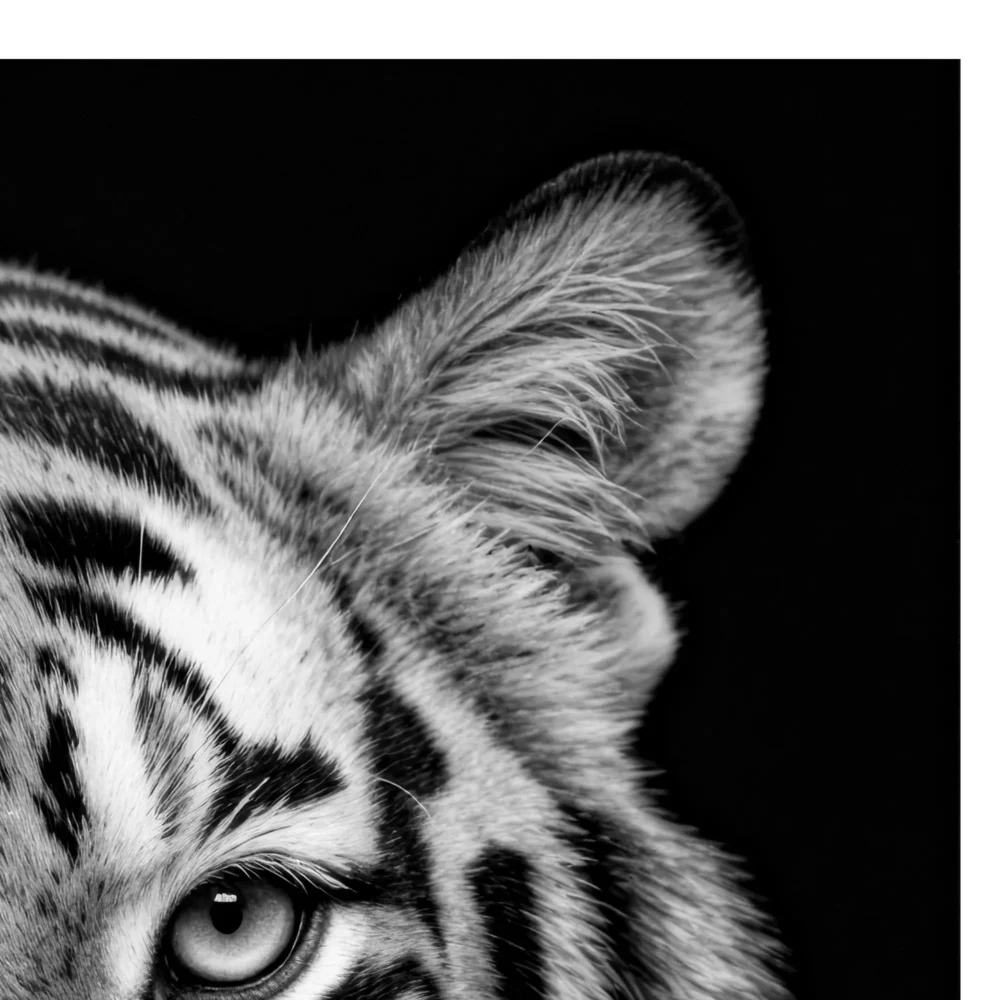 Vita Ferina No.48 - Tigris Noctis_crop4 Vita Ferina No.48 - Tigris Noctis